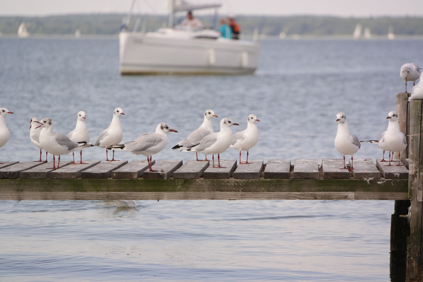 Am Seinhuder Meer