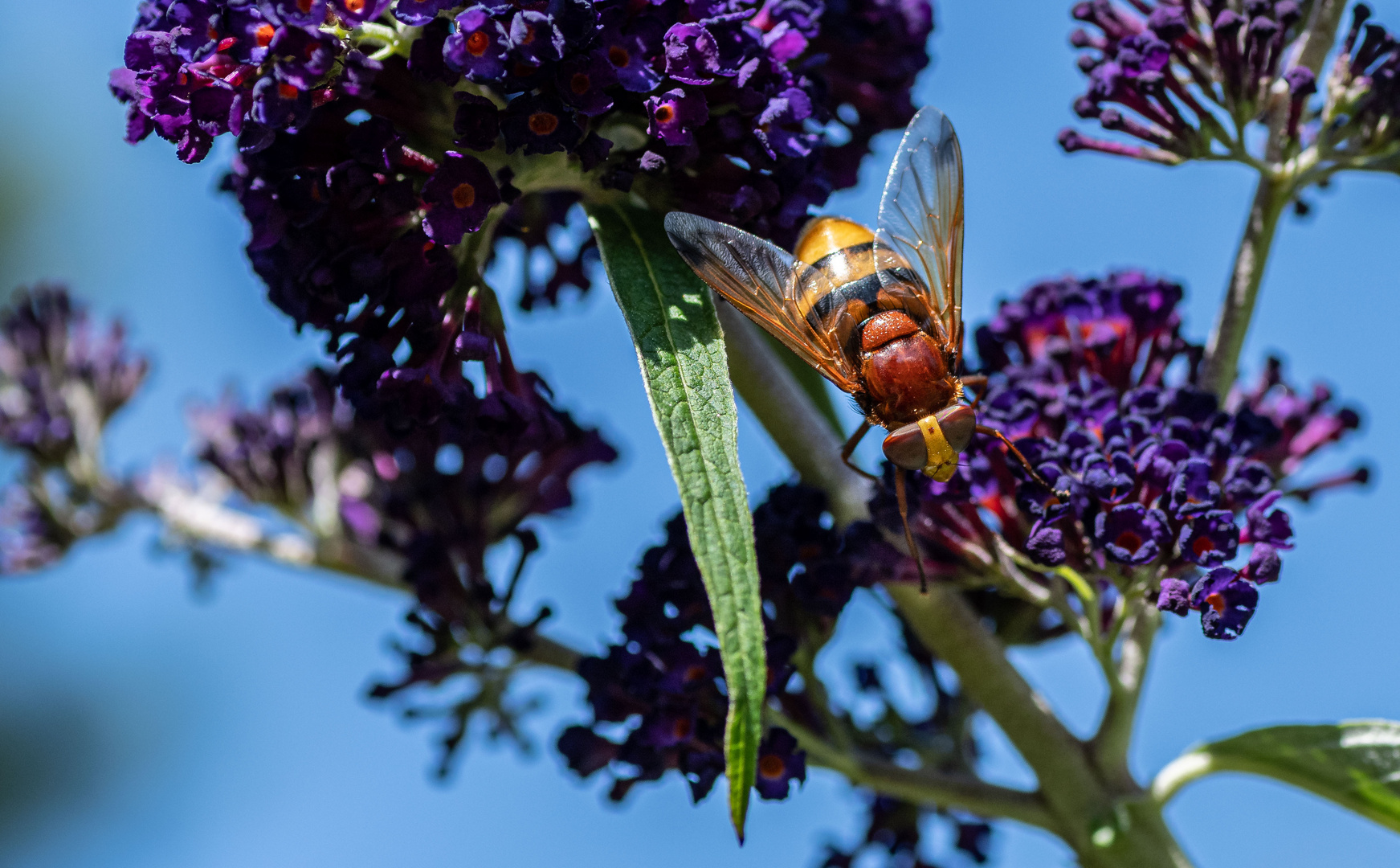 Am Sommerflieder