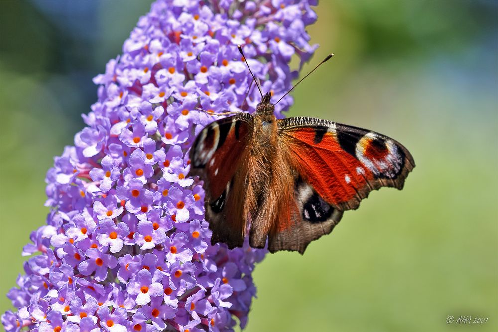 Am Sommerflieder