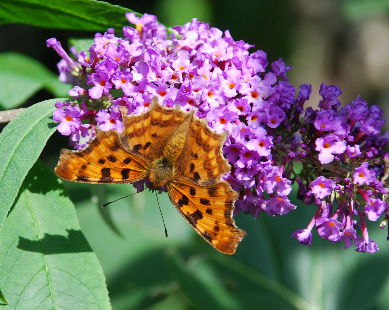 Am Sommerflieder