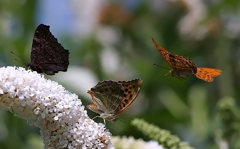 Am Sommerflieder