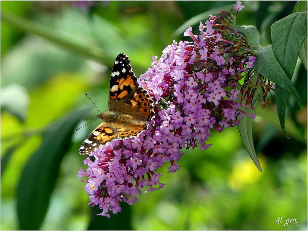 am Sommerflieder *