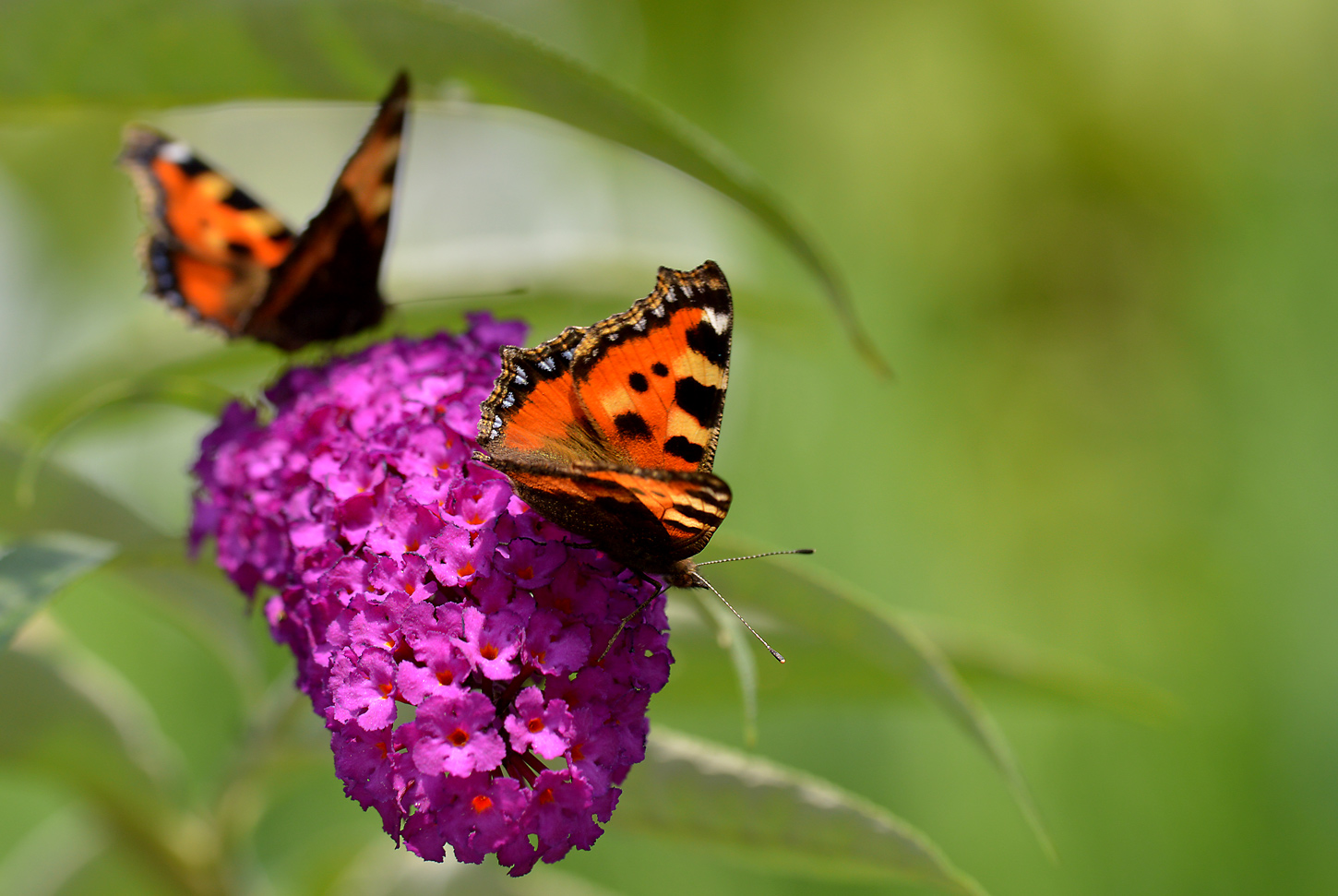 am Sommerflieder