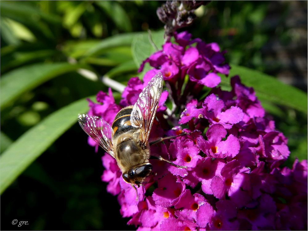 am Sommerflieder **