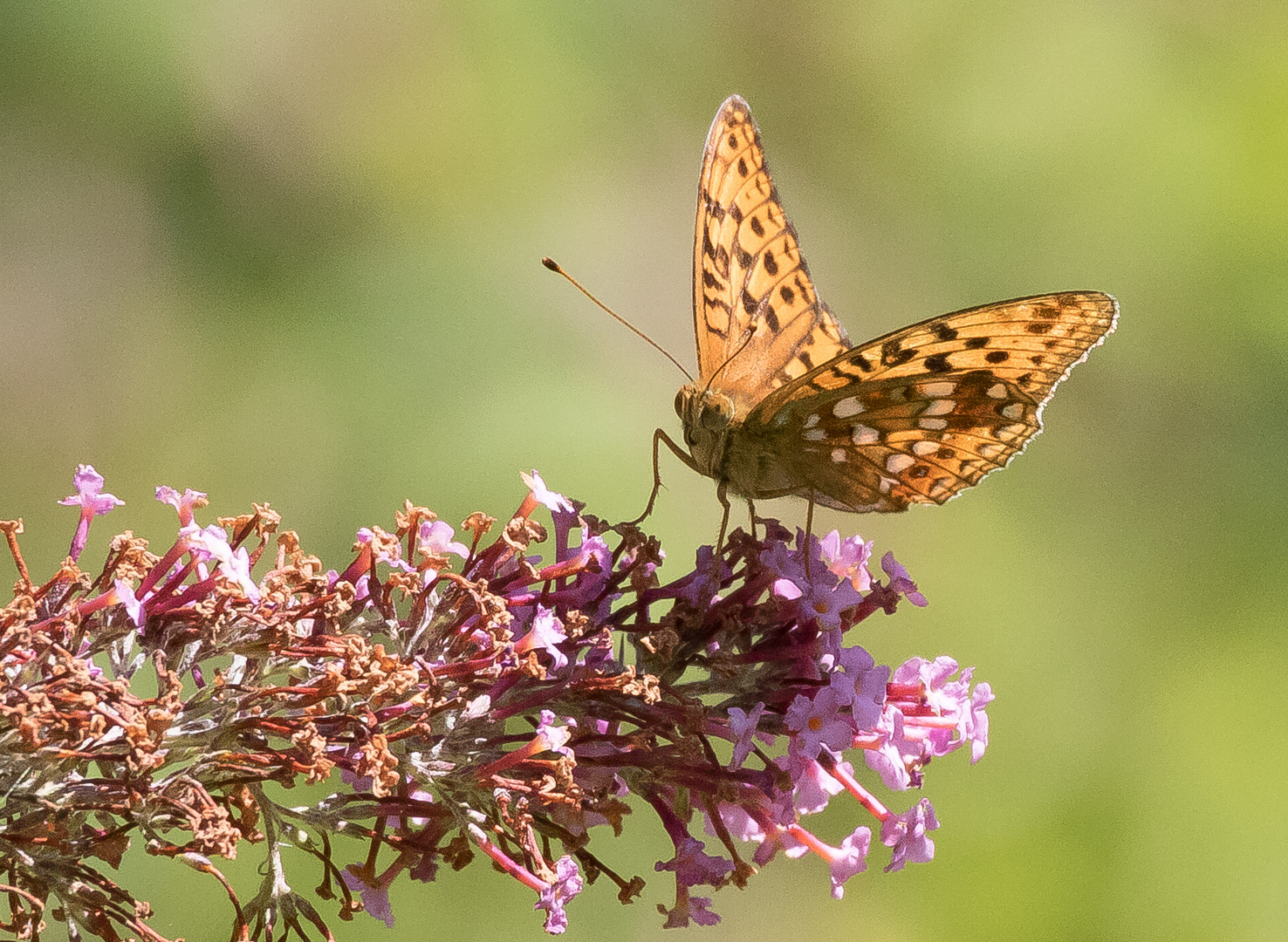 Am Sommerflieder I