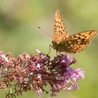 Am Sommerflieder I