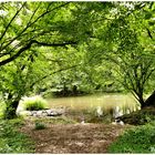 Am sommerlichen Tauberflüsschen 