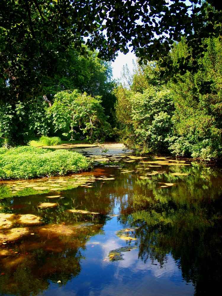 Am sommerlichen Teich