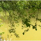 am sommerlichen Teich mitten im Wald gelegen ,