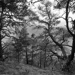 Am Sonnenberg - Der alte Wald I