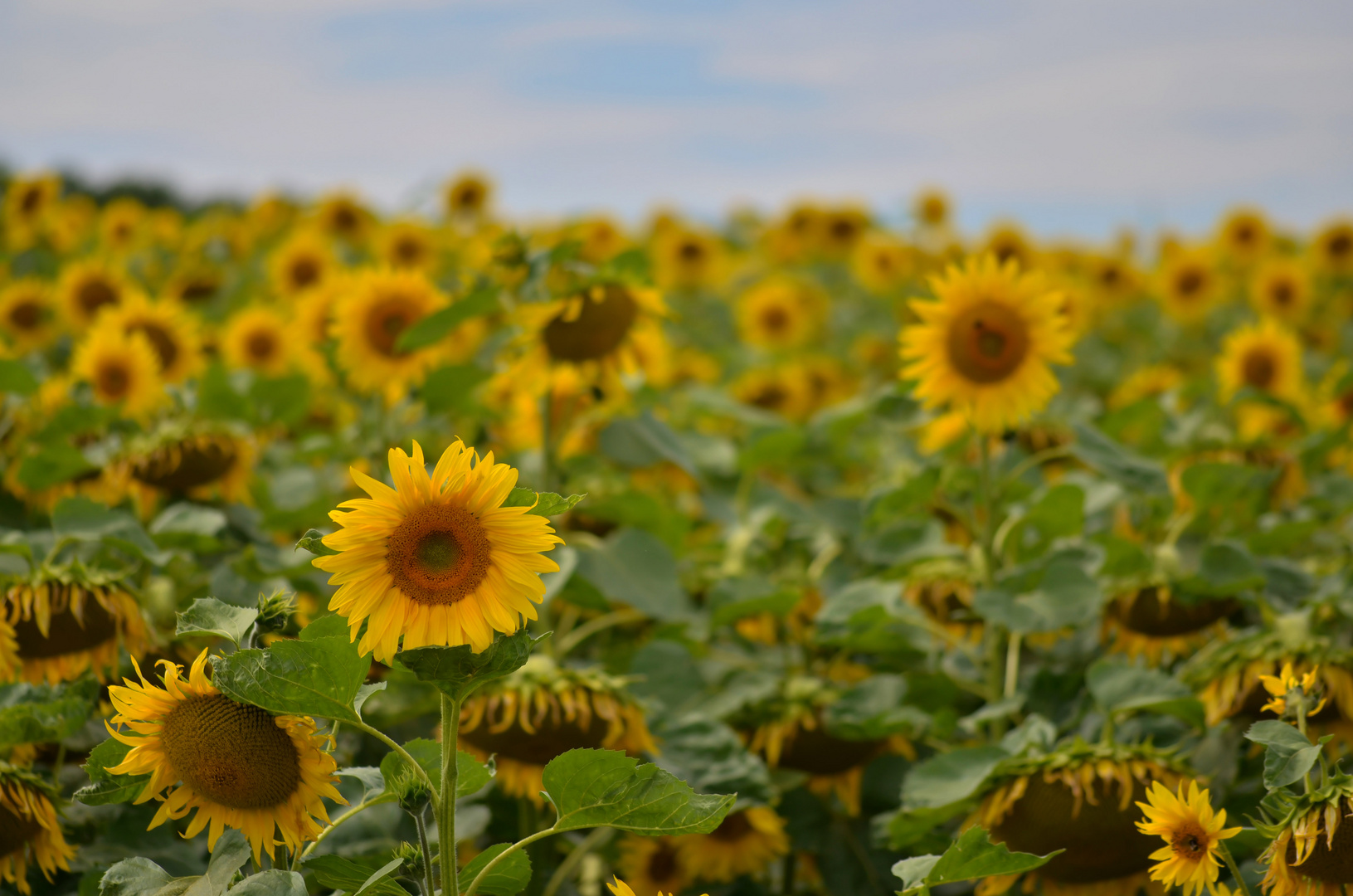 Am Sonnenblumenfeld