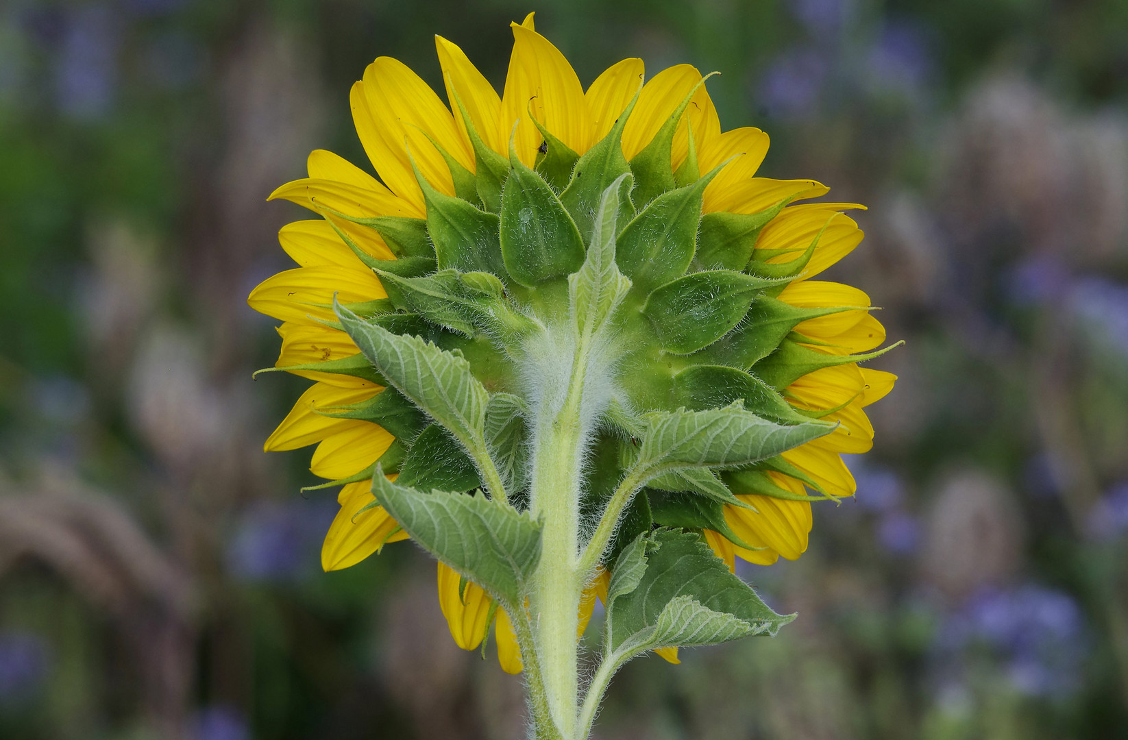 am Sonnenblumenfeld..