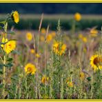 Am Sonnenblumenfeld