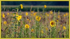 Am Sonnenblumenfeld