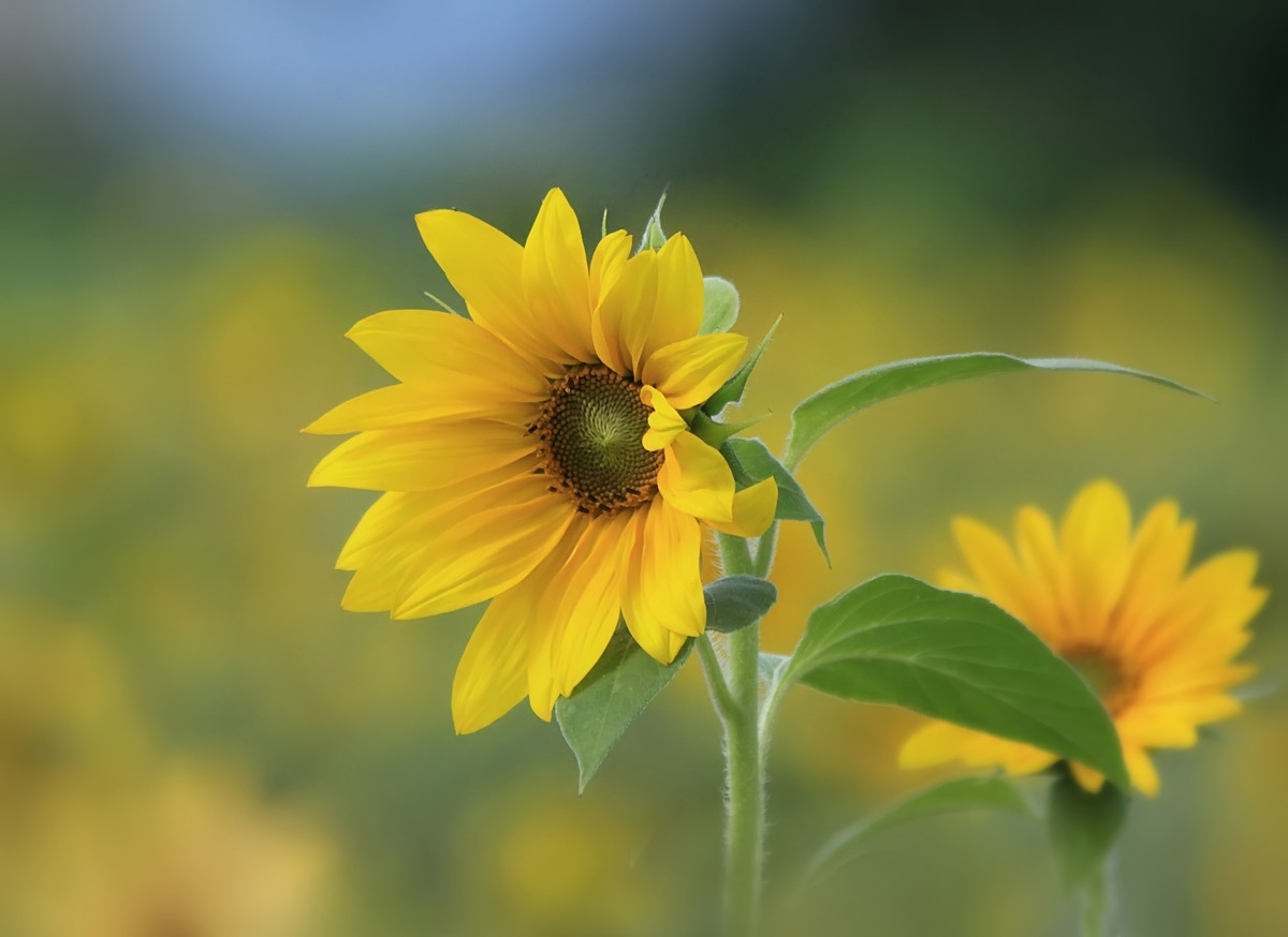 Am Sonnenblumenfeld