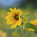 Am Sonnenblumenfeld