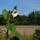 Am Sonnenblumenfeldrand....