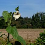 Am Sonnenblumenfeldrand....