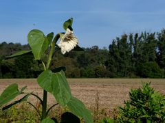 Am Sonnenblumenfeldrand....