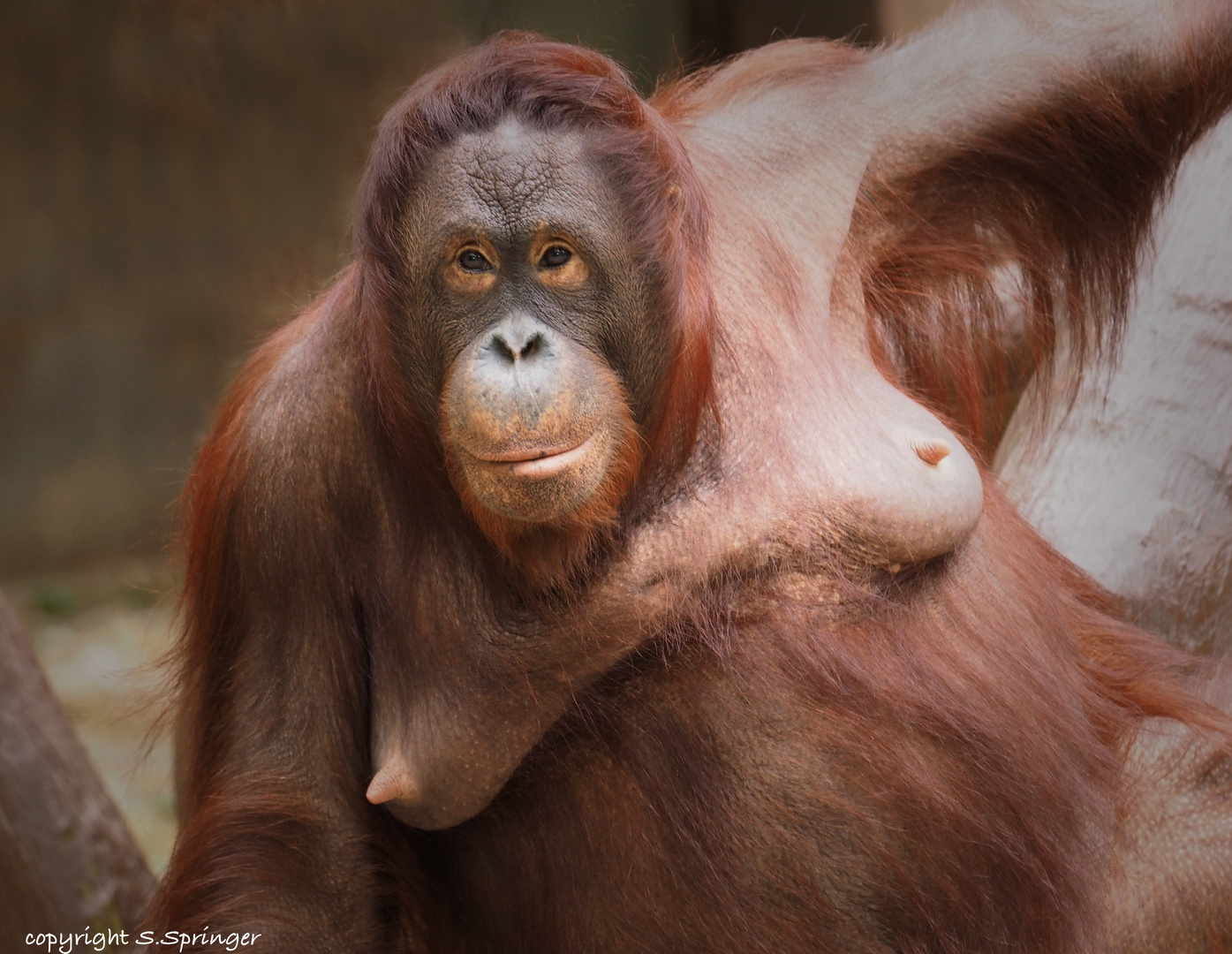 Am Sonntag bei den Orang Utans.....