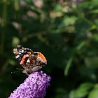 am Sonntag im Garten