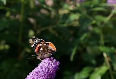 am Sonntag im Garten