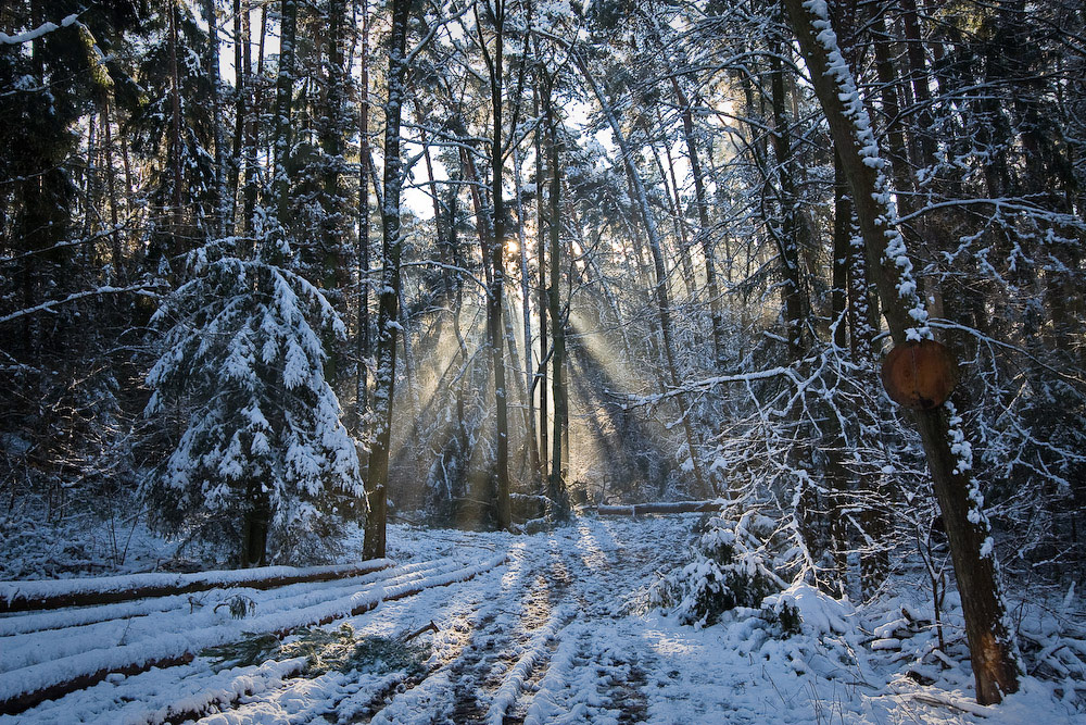 Am Sonntag im Wald.......