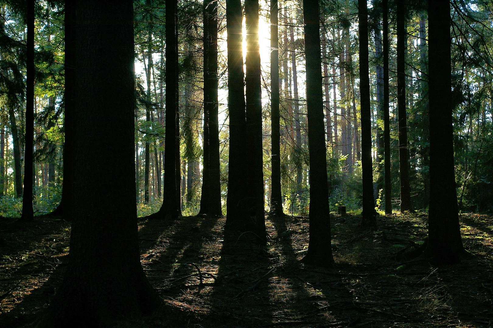 am Sonntag mit Sonne im Wald