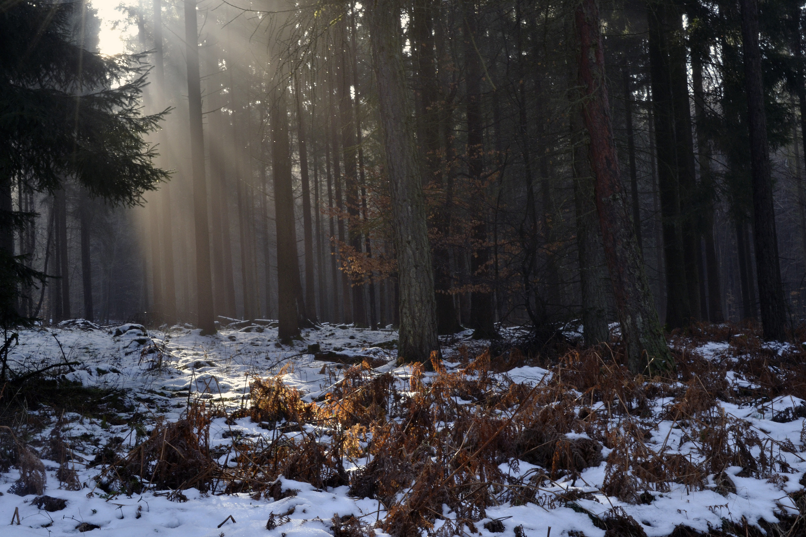 am Sonntagmorgen im Wald