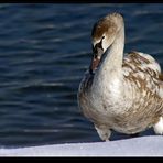 "Am Sonthofener See 8"