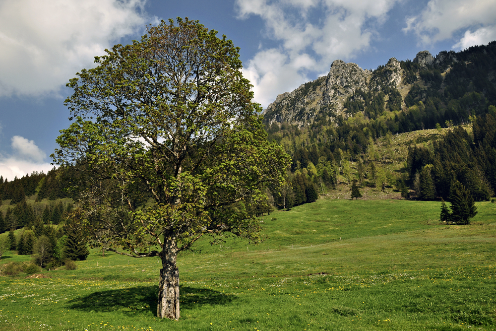 Am Sorgschrofen