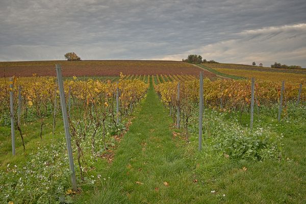 am späten Abend in den Alzeyer Weinbergen