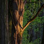 am späten Nachmittag auf der Waldheide in Heilbronn