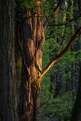 am späten Nachmittag auf der Waldheide in Heilbronn