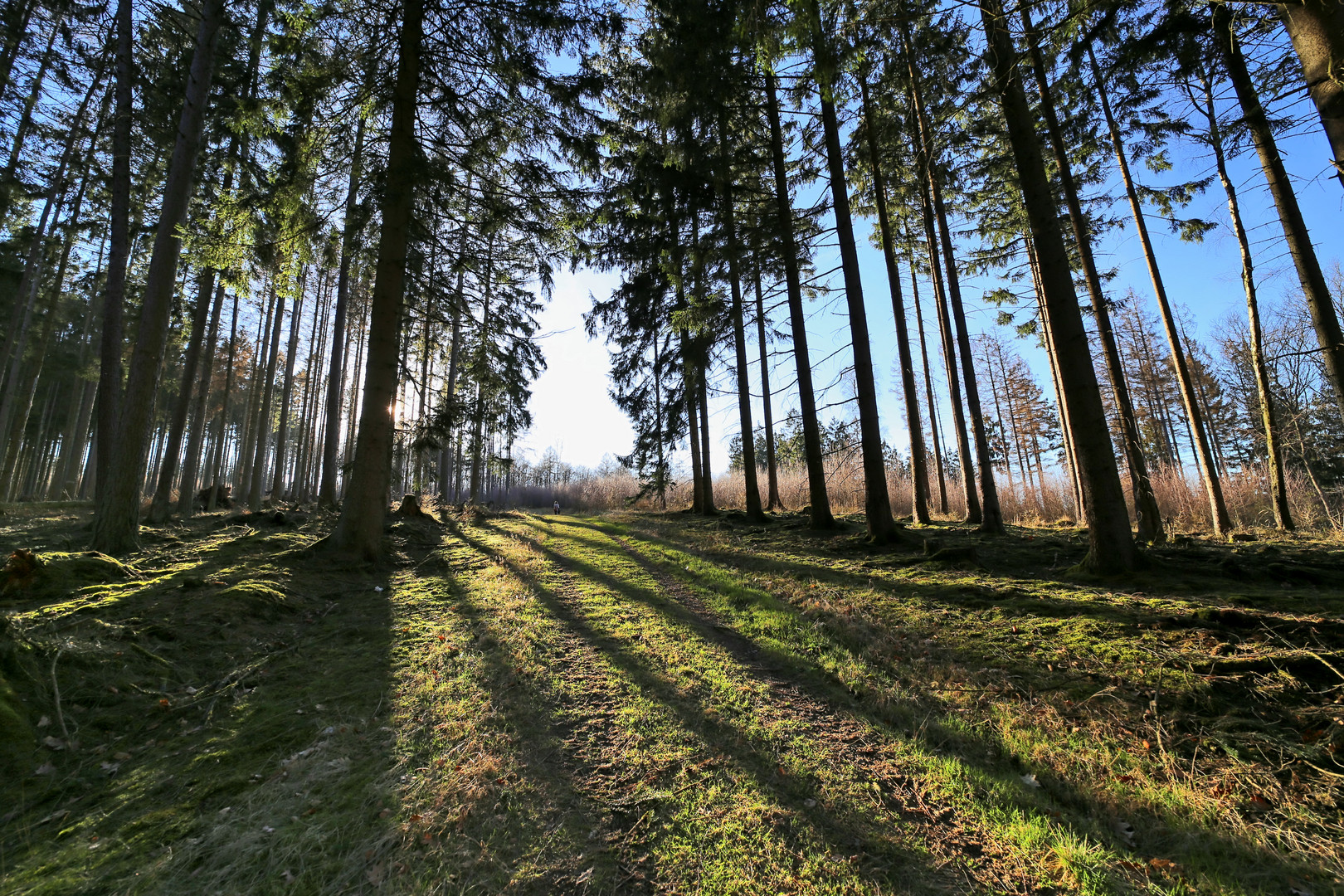 Am späten Nachmittag im Arnsberger Wald