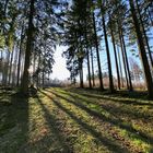 Am späten Nachmittag im Arnsberger Wald