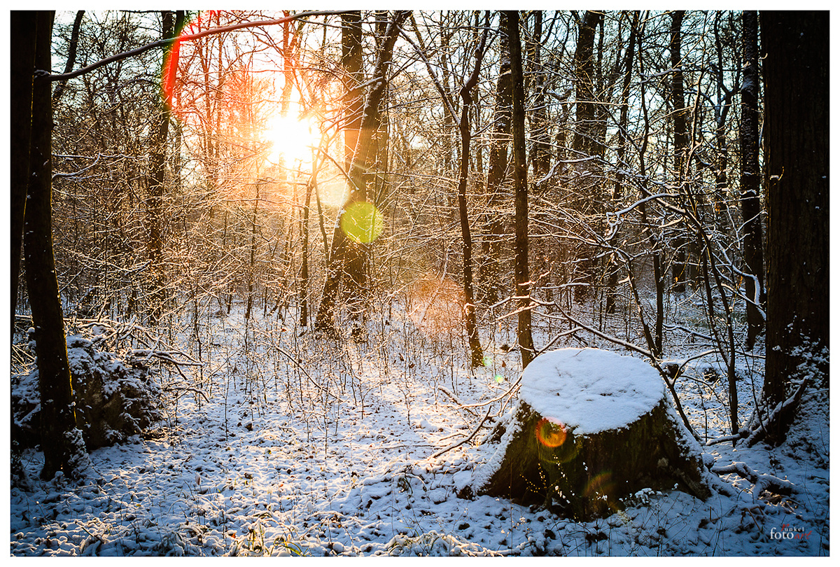 Am späten Nachmittag im Wald