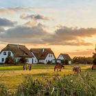 Am Spätnachmittag auf Hiddensee