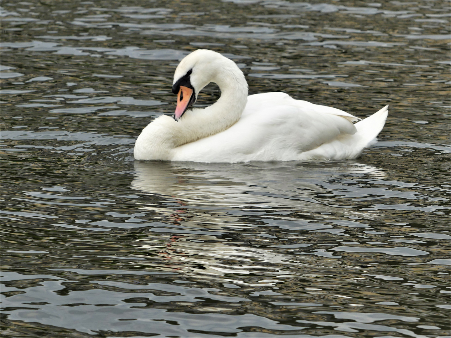 Am Spiegeltag putzt der Schwan