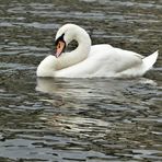 Am Spiegeltag putzt der Schwan