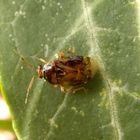 Am Spinnenfaden - Glänzende Weichwanze (Deraeocoris lutescens)