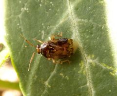 Am Spinnenfaden - Glänzende Weichwanze (Deraeocoris lutescens)