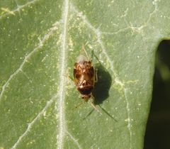 Am Spinnenfaden - Glänzende Weichwanze (Deraeocoris lutescens)