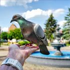 am Springbrunnen treffe ich immer ein paar Freunde ....