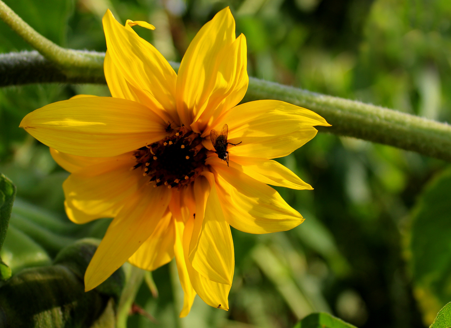 am Spülfeld in Wischhafen da ist ein Sonnenblumenfeld .... 