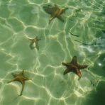 Am Starfish-Point