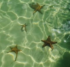 Am Starfish-Point