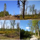 am starken Buberg Rückweg