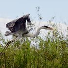 Am Start     (Garza mora / Ardea cocol / White-necked Heron)  (IV)