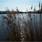 Am Stausee-Glauchau